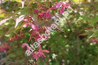 Acer palmatum 'Osakazuki' (Acer palmatum Thunb.)