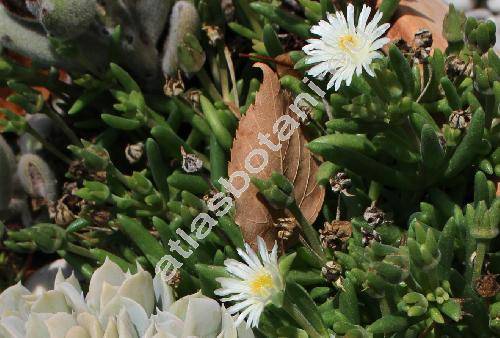 Delosperma esterhuyseniae Bol. (Mesembryanthemum)