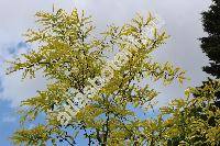 Gleditsia triacanthos 'Sunburst'