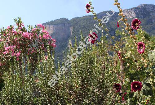 Alcea rosea 'Arabian Nights' (Althaea rosea, Malva hortensis Schim.)