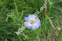 Scabiosa caucasica 'Perfecta Blue' (Trochocephalus caucasicus (Bieb.), Lomelosia caucasica (Bieb.) Greut. et Bur.)