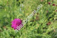 Knautia macedonica 'Melton Pastels' (Scabiosa)