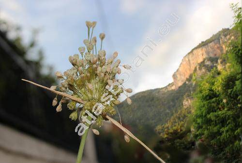Allium paniculatum L. (Cepa, Porrum)