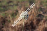 Allium guttatum Stev. (Cepa, Porrum, Allium involucratum Welw. ex Cout.)