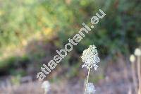 Allium guttatum Stev. (Cepa, Porrum, Allium involucratum Welw. ex Cout.)