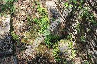 Adiantum capillus-veneris L. (Adiantum africanum Br., Adiantum pseudocapillus Fe, Adiantum trifidum Willd. ex Bolle)