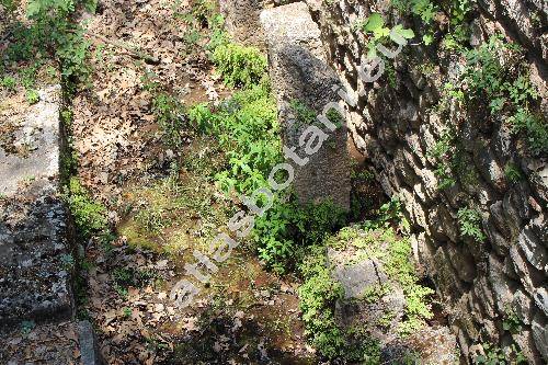 Adiantum capillus-veneris L. (Adiantum africanum Br., Adiantum pseudocapillus Fe, Adiantum trifidum Willd. ex Bolle)