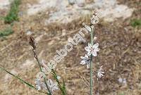 Asphodelus tenuifolius Cav. (Asphodelus clavatus Roxb., Anthericum annuum, Asphodelus, Ornithogalum flavum Forssk.)