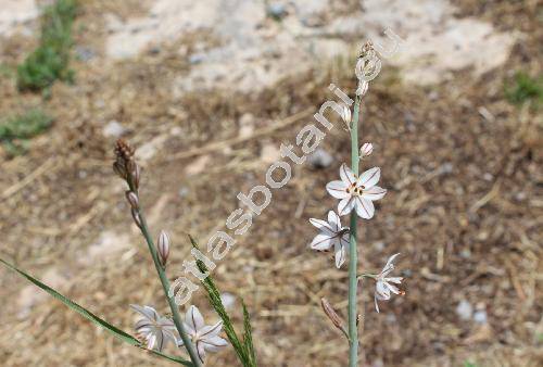 Asphodelus tenuifolius Cav. (Asphodelus clavatus Roxb., Anthericum annuum, Asphodelus, Ornithogalum flavum Forssk.)