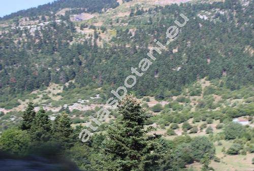 Abies cephalonica Loud. (Abies alba var. cephalonica (Loud.) Richt.)