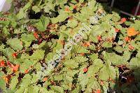 Begonia sutherlandii Hook. f.