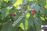 Phymosia umbellata (Cav.) Kearn. (Sphaeralcea umbellata (Cav.) Don, Malva umbellata Cav.)