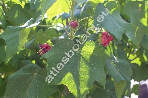 Phymosia umbellata (Cav.) Kearn. (Sphaeralcea umbellata (Cav.) Don, Malva umbellata Cav.)