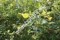 Jasminum floridum Bunge (Jasminum giraldii Diels)