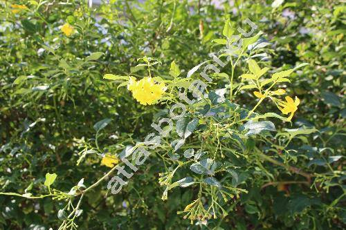 Jasminum floridum Bunge (Jasminum giraldii Diels)