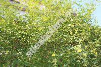 Jasminum floridum Bunge (Jasminum giraldii Diels)
