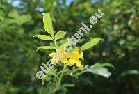 Jasminum floridum Bunge (Jasminum giraldii Diels)