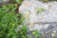 Trifolium patens L. (Chrysaspis patens (Schreb. in Sturm) Holub)