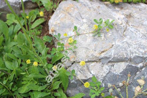 Trifolium patens L. (Chrysaspis patens (Schreb. in Sturm) Holub)