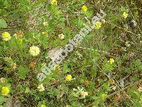 Trifolium patens L. (Chrysaspis patens (Schreb. in Sturm) Holub)
