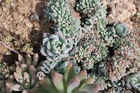 Pachyphytum 'Clavifolia' (Pachyveria)