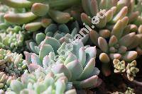 Pachyphytum 'Clavifolia' (Pachyveria)