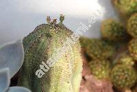 Euphorbia obesa Hook. f. (Tithymalus)