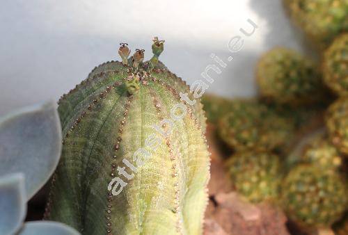 Euphorbia obesa Hook. f. (Tithymalus)