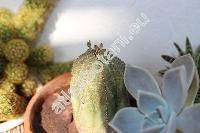 Euphorbia obesa Hook. f. (Tithymalus)