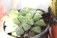 Haworthia mutica Haw.