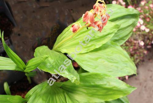 Calanthe 'Takane'