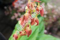 Calanthe 'Takane'