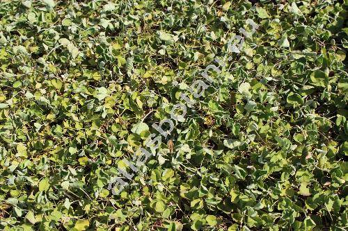 Dichondra 'Emerald Falls' (Dichondropsis)