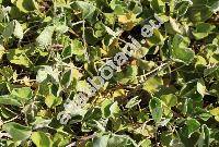 Dichondra 'Emerald Falls' (Dichondropsis)