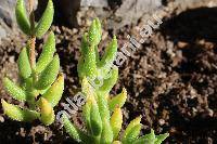 Crassula mesembryanthemoides (Haw.) Dietr. (Globulea mesembryanthemoides Haw., Globulea mesembrianthemoides (Haw.) Hearth, Globulea hispida Haw.)