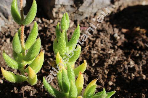 Crassula mesembryanthemoides (Haw.) Dietr. (Globulea mesembryanthemoides Haw., Globulea mesembrianthemoides (Haw.) Hearth, Globulea hispida Haw.)