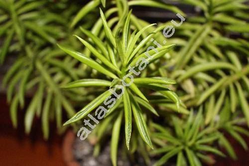 Peperomia ferreyrae 'Happy Bean' (Peperomia ferreyrae Yunck.)