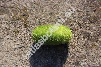 Cucumis dipsaceus Ehrenb. ex Spach (Momordica)