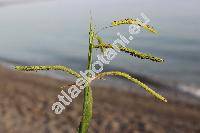 Paspalum dilatatum Poir. (Digitaria dilatata (Poir.) Coste Poir.)