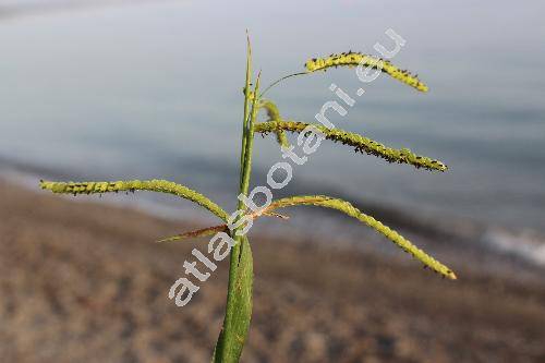 Paspalum dilatatum Poir. (Digitaria dilatata (Poir.) Coste Poir.)