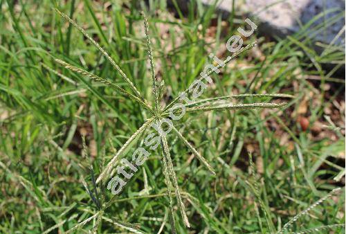 Eleusine indica (L.) Gaertn. (Agropyron geminatum Schult. et Schult. f., Cynodon indicus (L.) Rasp., Cynosurus pectinatus Lam., Paspalum dissectum illegit., Tricitum geminatum Spreng., Leptochloa)