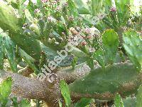 Opuntia monacantha Haw. (Cactus monacantha Willd., Platyopuntia vulgaris (Mill.) Ritt., Opuntia vulgaris Mill. nom illeg.)