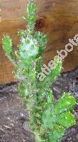 Opuntia monacantha Haw. (Cactus monacantha Willd., Platyopuntia vulgaris (Mill.) Ritt., Opuntia vulgaris Mill. nom illeg.)
