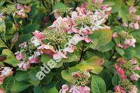 Hydrangea 'Kardinal' (Hydrangea macrophylla (Thunb.) Ser.)