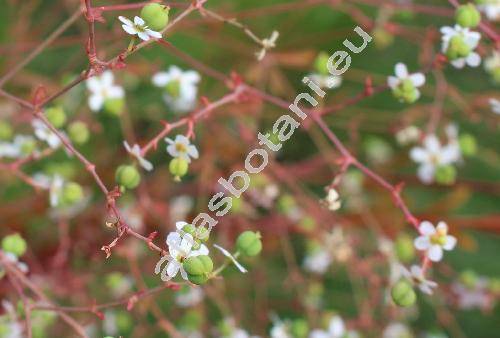 Euphorbia collorata L. (Tithymalus)