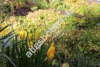 Sternbergia lutea (L.) Ker Gawl. ex Spreng. (Amaryllis lutea L., Sternbergia aurantiaca Dinsm., Oporanthus siculus (Tineo ex Guss.) Parl., Sternbergia sicula Tineo ex Guss.)