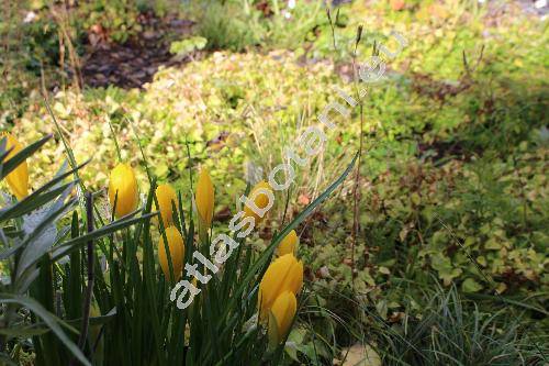 Sternbergia lutea (L.) Ker Gawl. ex Spreng. (Amaryllis lutea L., Sternbergia aurantiaca Dinsm., Oporanthus siculus (Tineo ex Guss.) Parl., Sternbergia sicula Tineo ex Guss.)