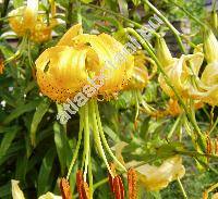 Lilium tigrinum 'Citronella' (Lilium tigrinum Ker Gawl., Lilium lancifolium Thunb.)