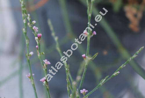 Polygonum arenarium Waldst. et Kit. (Polygonum aviculare agg.)