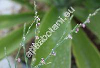 Polygonum arenarium Waldst. et Kit. (Polygonum aviculare agg.)